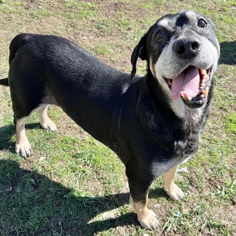 Blackjack 240239, an adoptable Black Mouth Cur, Mixed Breed in Escanaba, MI, 49829 | Photo Image 5