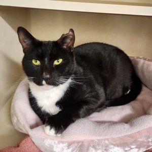 Birthdate 552015 Breed One of a kind At almost 9 years old Bam Bam has a ton of energy and