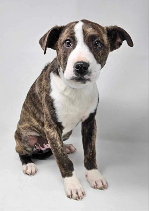 10 weeks  16lbs As of 4624 LabBoxer Mix Spayed Female Estimated full-grown size 65lbs This 