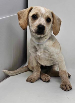10 weeks  8lbs As of 4624 DachshundHeeler Mix Spayed Estimated full-grown size 40lbs This p