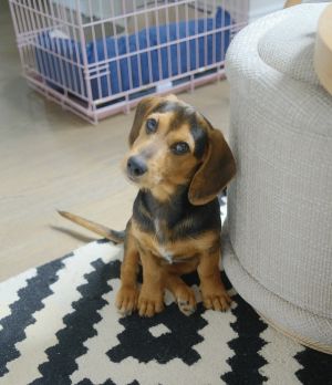 10 weeks  8lbs As of 4624 DachshundHeeler Mix Neutered Estimated full-grown size 40lbs Is e