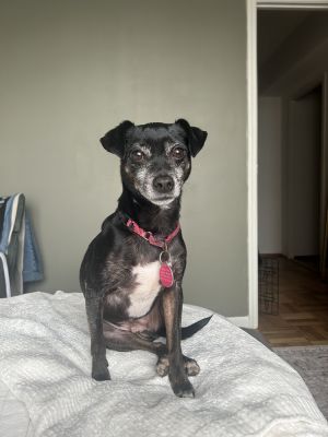 5 years 16lbs Chi Mix Male - Neutered is eligible to join our foster-to-adopt program Please ema