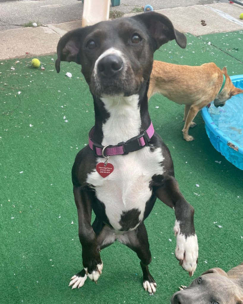 Ziggy, an adoptable Whippet, Terrier in Warren, MI, 48089 | Photo Image 3