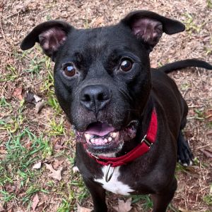 Are you ready for Dexter to stealthily steal your heart Youll love Dexter a 7-year-old dog who wi