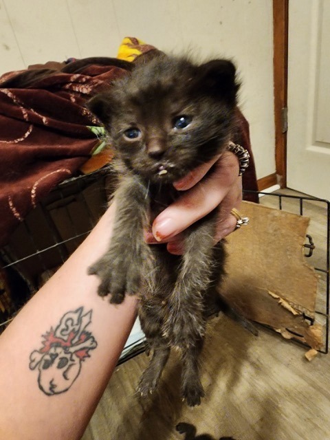 Luna, an adoptable Domestic Short Hair in Brownwood, TX, 76801 | Photo Image 1