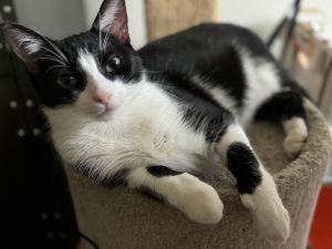 Deuce, Young Female Domestic Short Hair