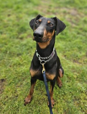 Animal Profile June is estimated to be a 5-year-old Doberman She has natural e