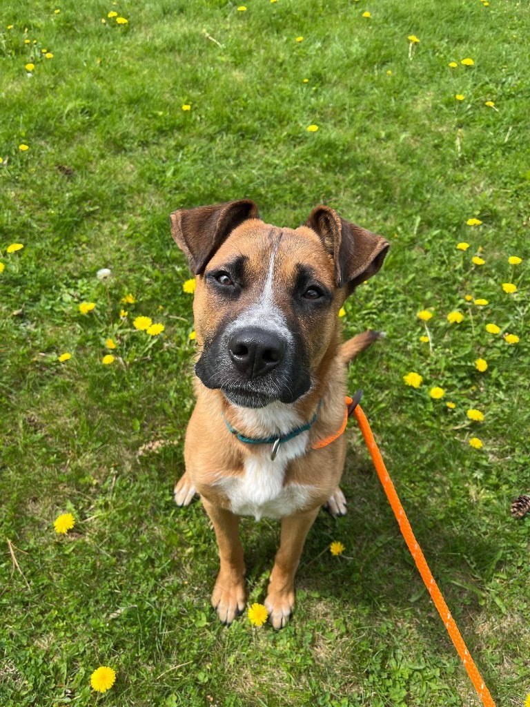 Bugsy, an adoptable Mixed Breed in Liverpool, NY, 13088 | Photo Image 1