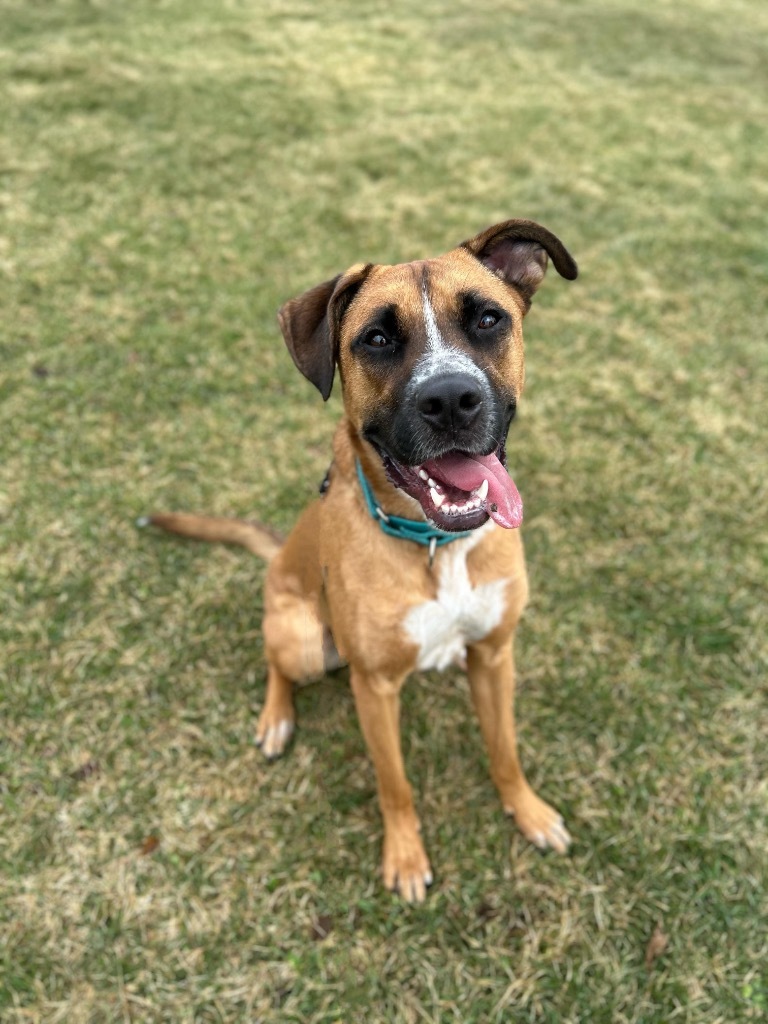 Bugsy, an adoptable Mixed Breed in Liverpool, NY, 13088 | Photo Image 1