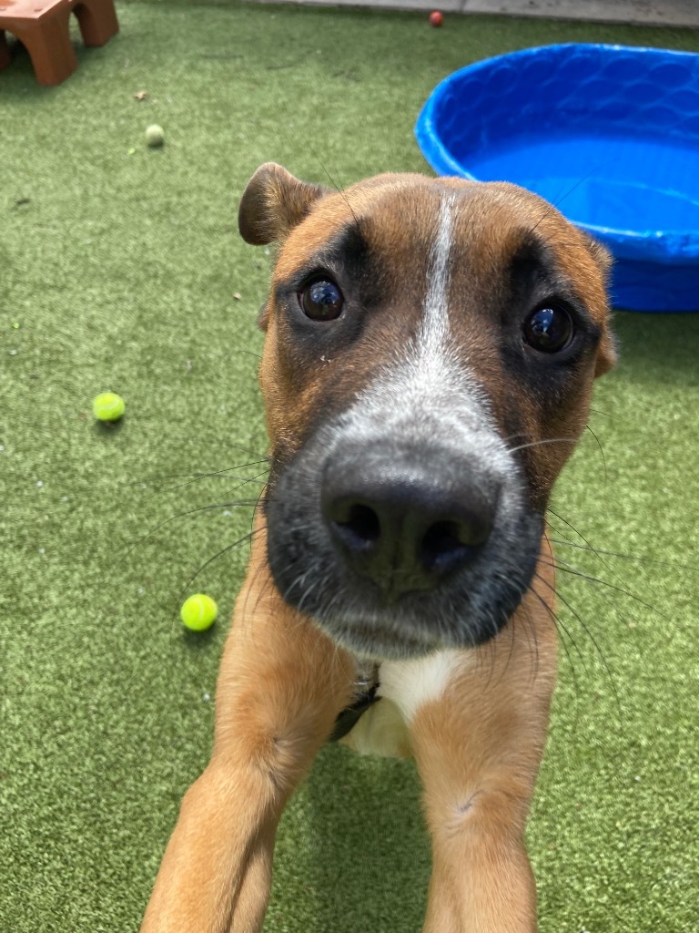 Bugsy, an adoptable Mixed Breed in Liverpool, NY, 13088 | Photo Image 2