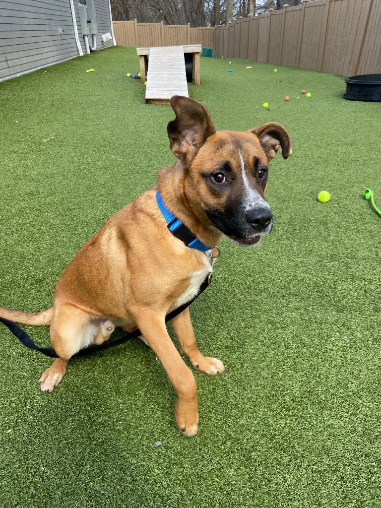 Bugsy, an adoptable Mixed Breed in Liverpool, NY, 13088 | Photo Image 3