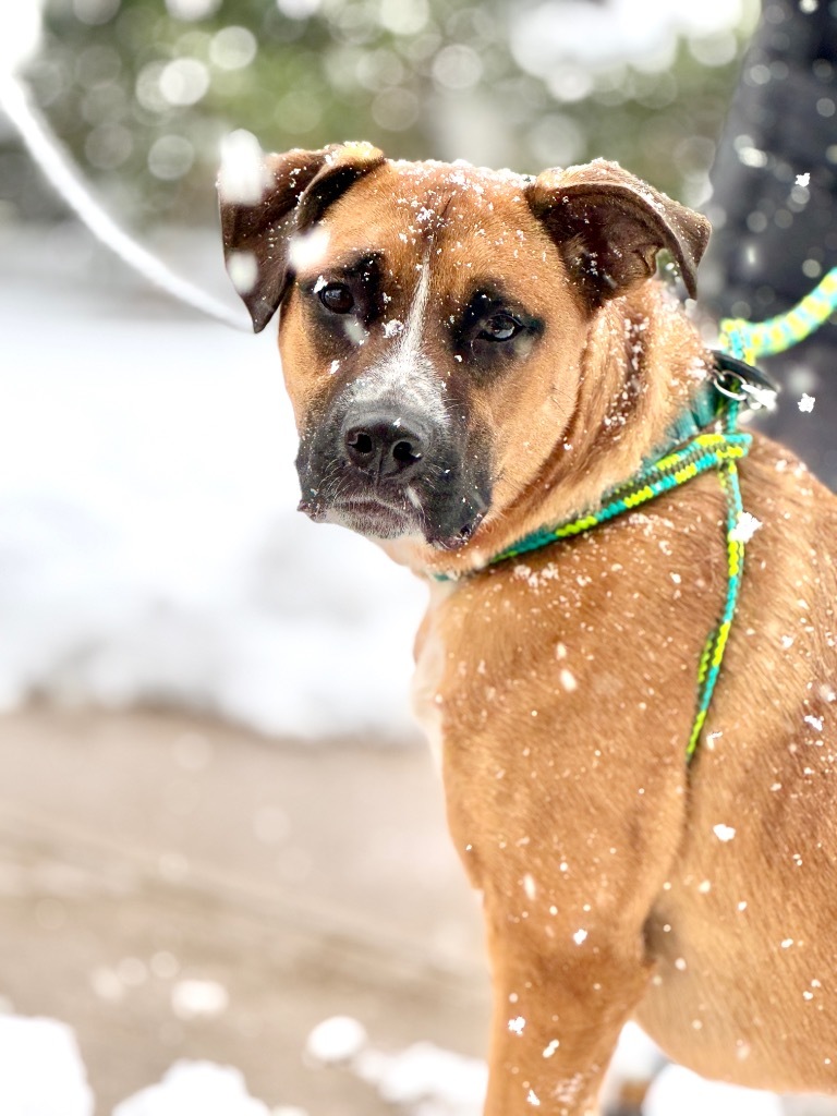 Bugsy, an adoptable Mixed Breed in Liverpool, NY, 13088 | Photo Image 3