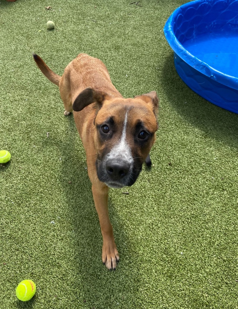 Bugsy, an adoptable Mixed Breed in Liverpool, NY, 13088 | Photo Image 4