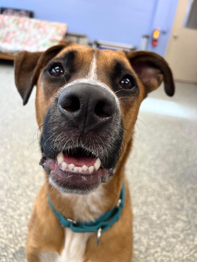 Bugsy, an adoptable Mixed Breed in Liverpool, NY, 13088 | Photo Image 4