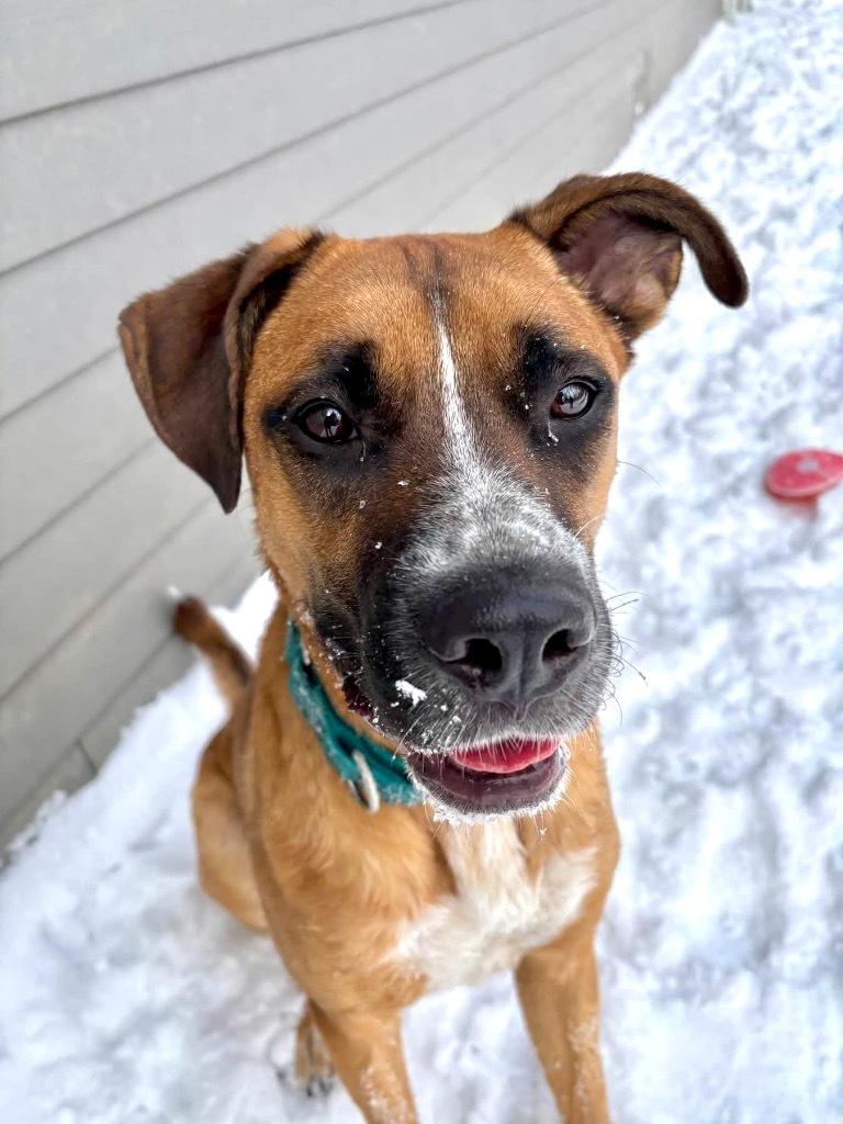 Bugsy, an adoptable Mixed Breed in Liverpool, NY, 13088 | Photo Image 5