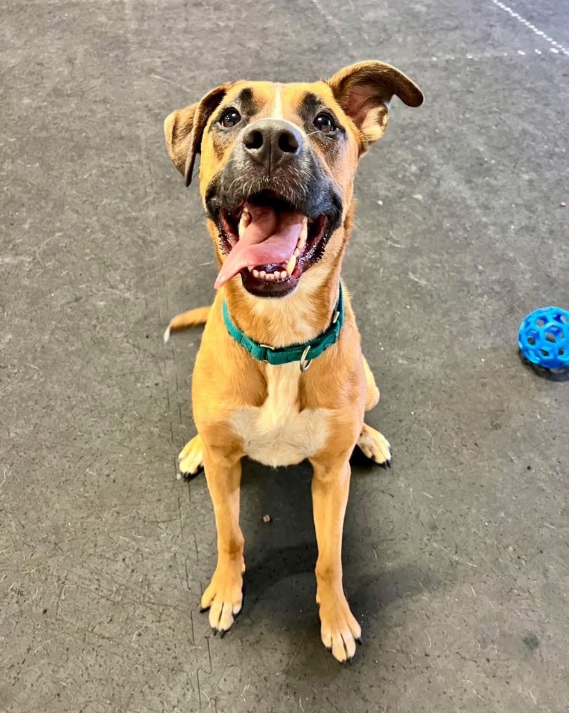 Bugsy, an adoptable Mixed Breed in Liverpool, NY, 13088 | Photo Image 6