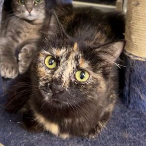 CURRY, Young Female Domestic Short Hair
