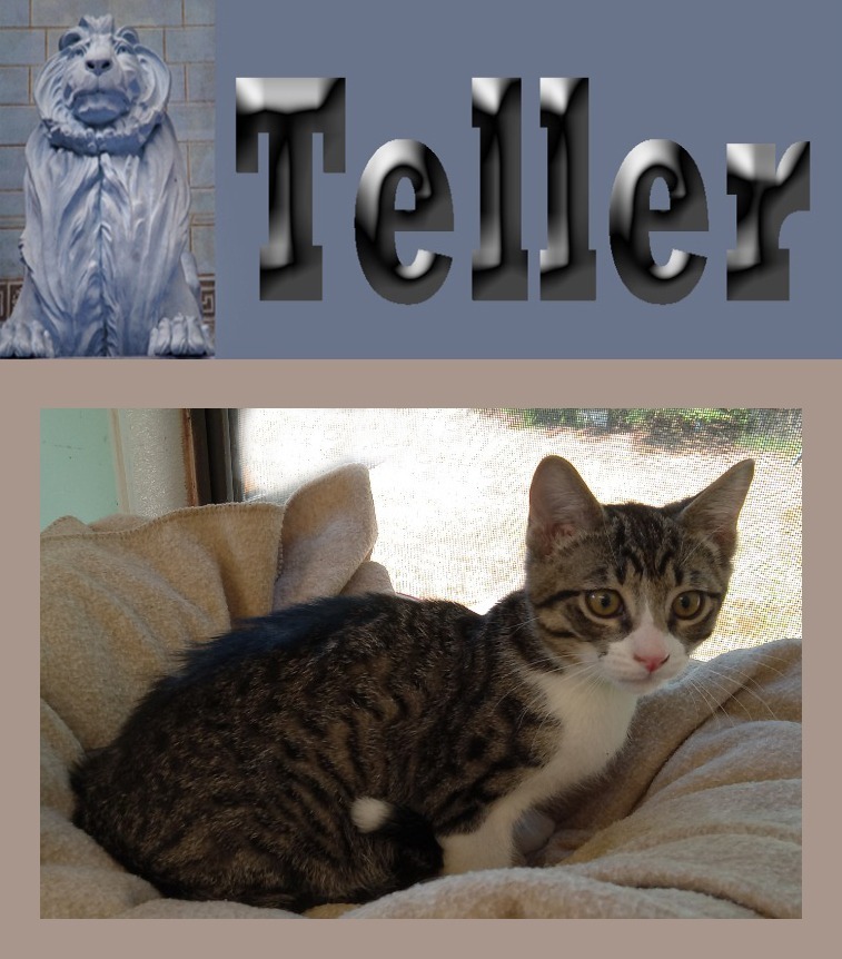 Teller, an adoptable Domestic Medium Hair in Mena, AR, 71953 | Photo Image 1