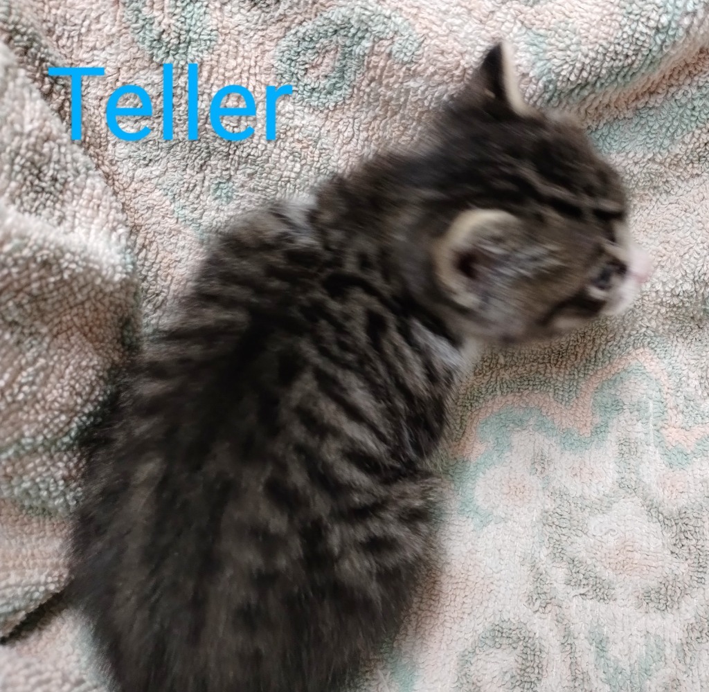 Teller, an adoptable Domestic Medium Hair in Mena, AR, 71953 | Photo Image 2