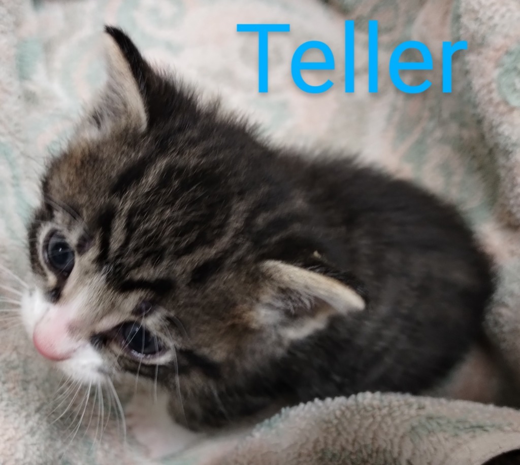 Teller, an adoptable Domestic Medium Hair in Mena, AR, 71953 | Photo Image 3