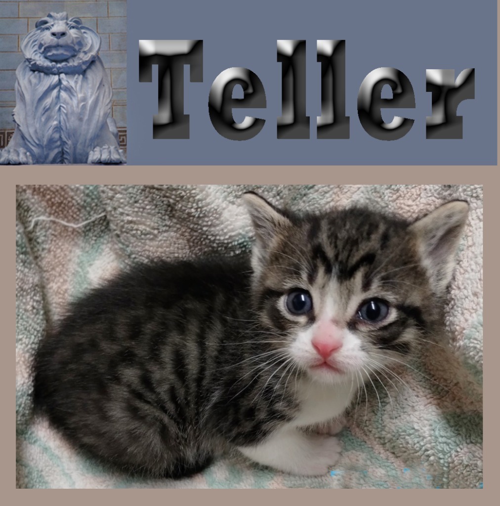 Teller, an adoptable Domestic Medium Hair in Mena, AR, 71953 | Photo Image 4