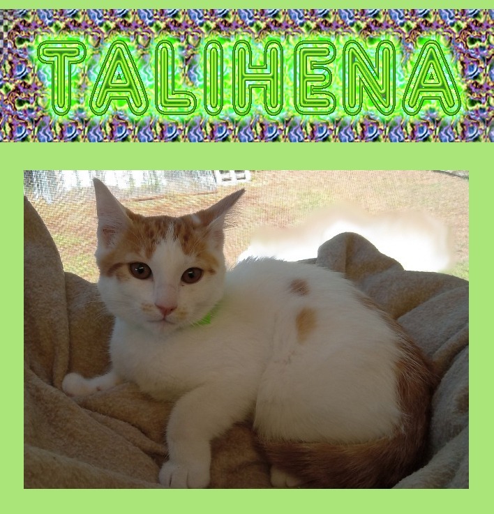 Talihena, an adoptable Domestic Medium Hair in Mena, AR, 71953 | Photo Image 1