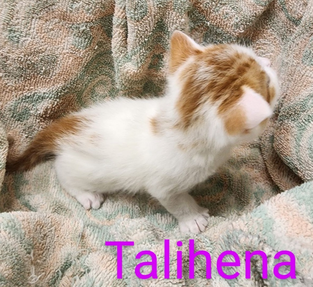 Talihena, an adoptable Domestic Medium Hair in Mena, AR, 71953 | Photo Image 3