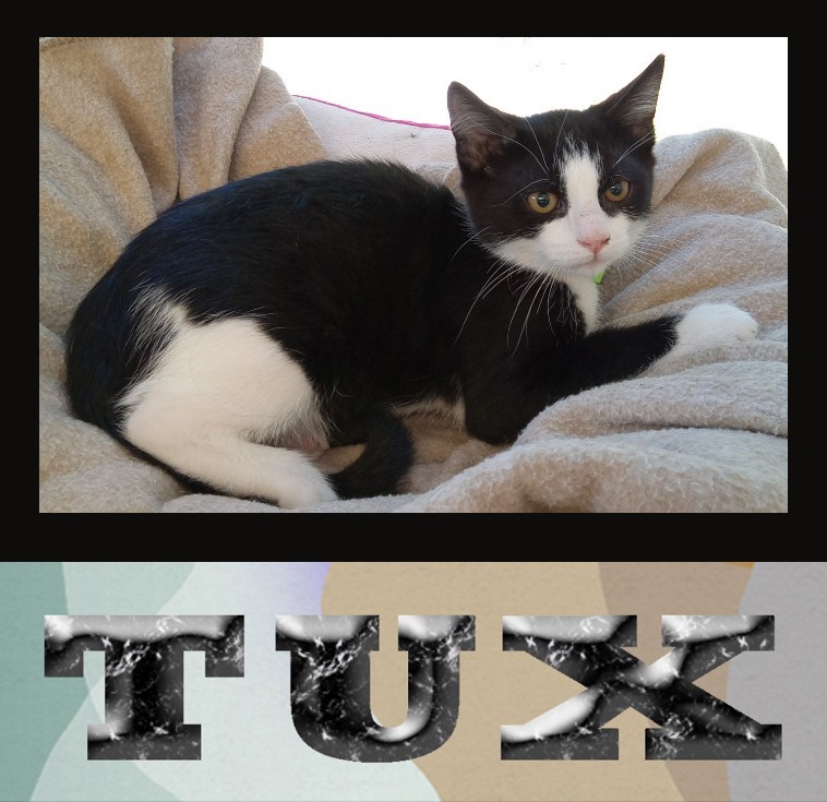 Tux, an adoptable Domestic Medium Hair in Mena, AR, 71953 | Photo Image 1