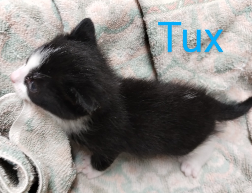 Tux, an adoptable Domestic Medium Hair in Mena, AR, 71953 | Photo Image 3