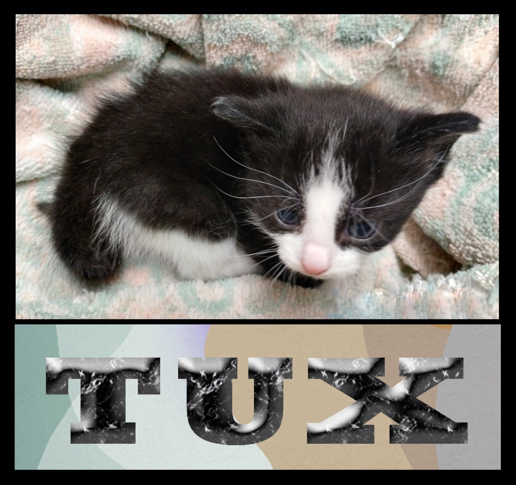 Tux, an adoptable Domestic Medium Hair in Mena, AR, 71953 | Photo Image 4
