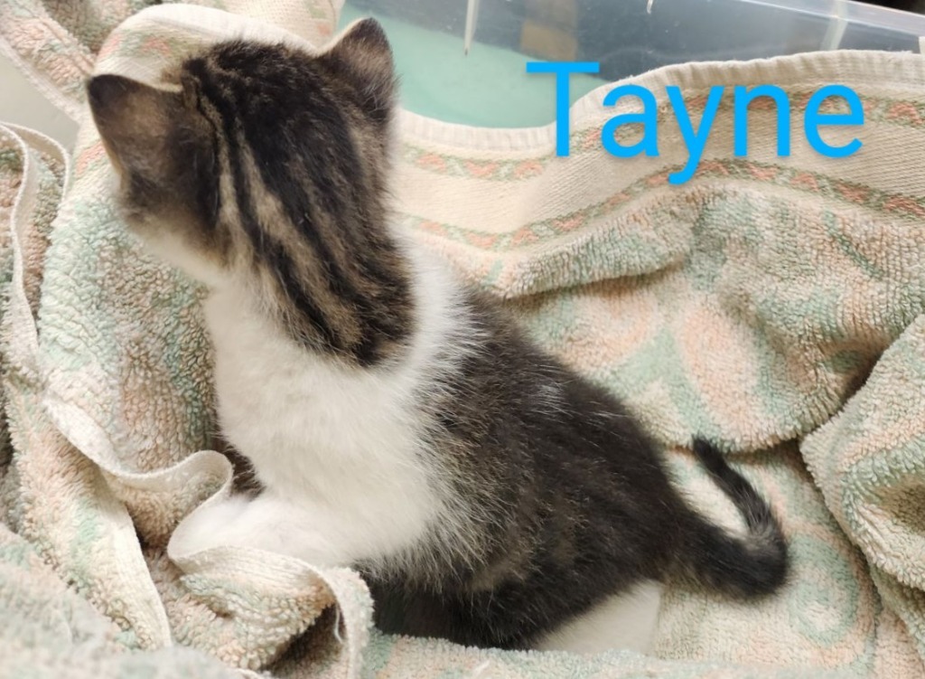 Tayne, an adoptable Domestic Medium Hair in Mena, AR, 71953 | Photo Image 3