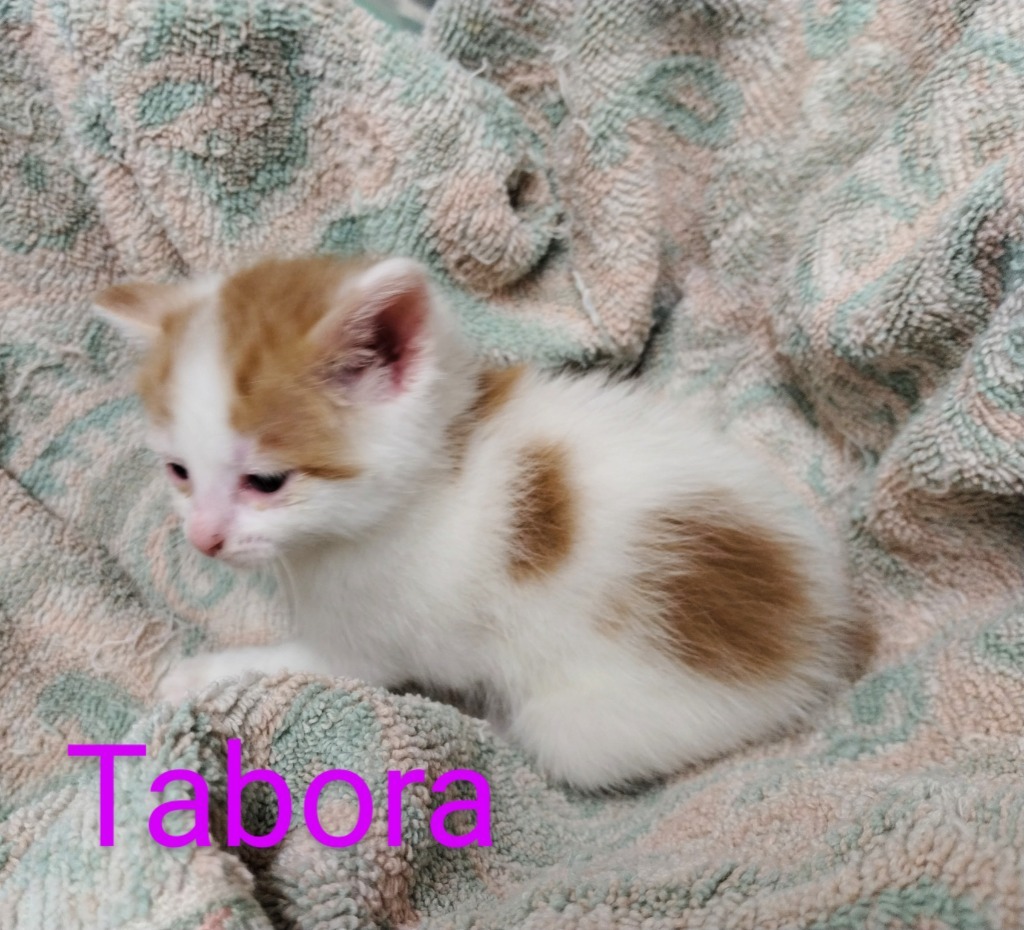 Tabora, an adoptable Domestic Medium Hair in Mena, AR, 71953 | Photo Image 2