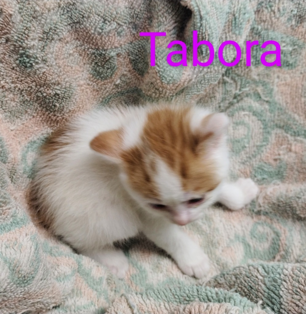 Tabora, an adoptable Domestic Medium Hair in Mena, AR, 71953 | Photo Image 3