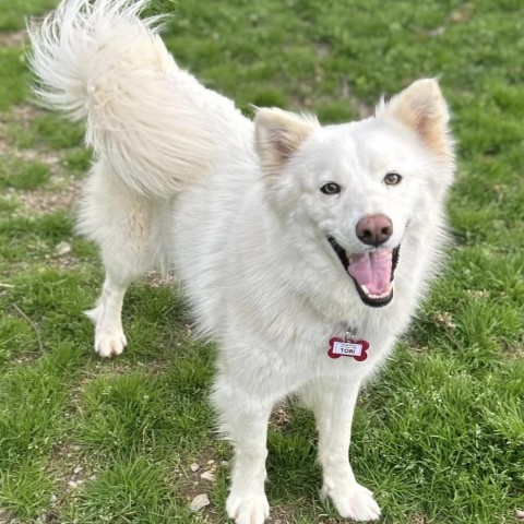 Tori, an adoptable Samoyed in Wake Forest, NC, 27587 | Photo Image 1