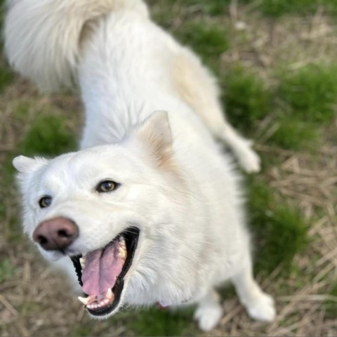 Tori, an adoptable Samoyed in Wake Forest, NC, 27587 | Photo Image 2
