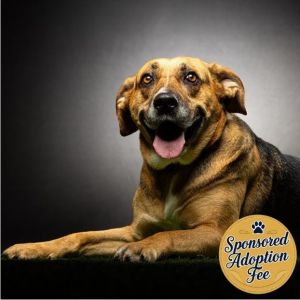 Chia, Adult Female Shepherd
