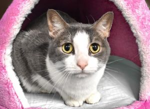 Rosie is an adorable gray and white hazel and green-eyed beauty She is a bit 