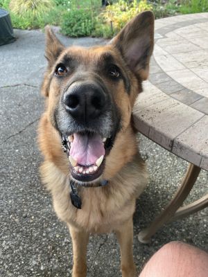 Animal Profile Jerry is a friendly 3-year-old German Shepherd that was adopted from another organiz
