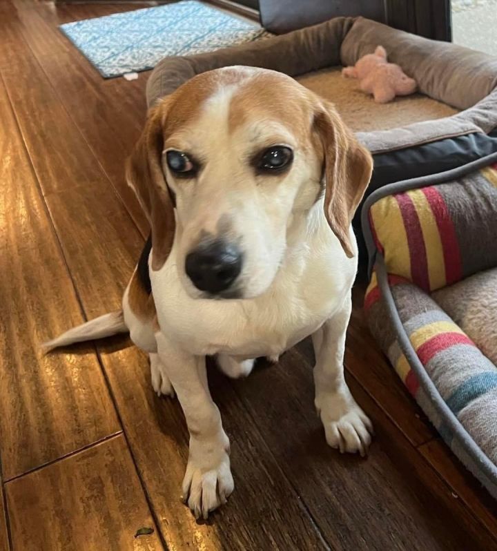 Dog for adoption - Shiloh, a Beagle in Richmond, KY | Petfinder