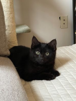 Kanji is a 6 month old 4 pound kitten with a very sweet and shy personality Kanji is a playful