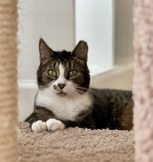 Hudson, Senior Male unknown