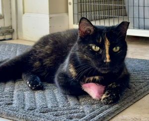Camilla, Senior Female unknown