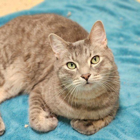 Barry--In Foster***ADOPTION PENDING***, an adoptable Domestic Short Hair in Fargo, ND, 58102 | Photo Image 1