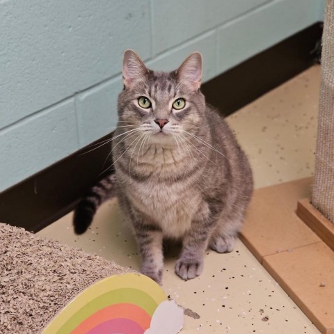 Barry--In Foster***ADOPTION PENDING***, an adoptable Domestic Short Hair in Fargo, ND, 58102 | Photo Image 3