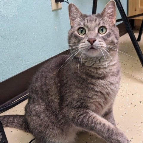 Barry--In Foster***ADOPTION PENDING***, an adoptable Domestic Short Hair in Fargo, ND, 58102 | Photo Image 4