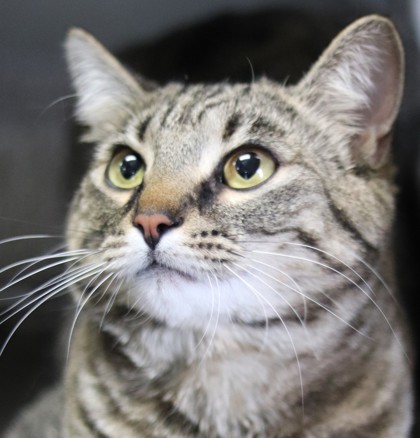 Lulu, an adoptable Domestic Short Hair in Walla Walla, WA, 99362 | Photo Image 1