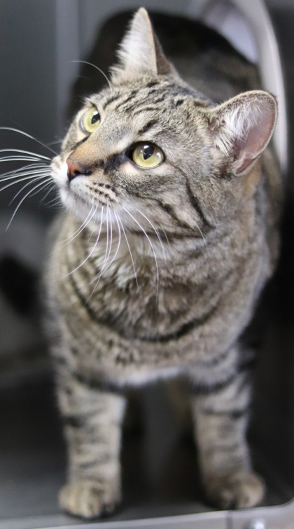 Lulu, an adoptable Domestic Short Hair in Walla Walla, WA, 99362 | Photo Image 2