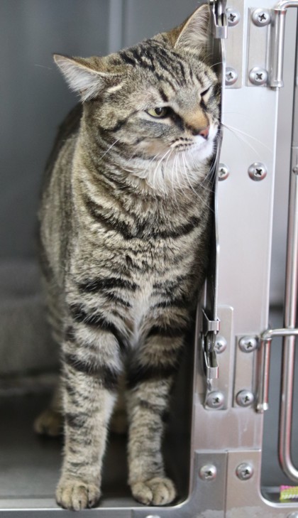 Lulu, an adoptable Domestic Short Hair in Walla Walla, WA, 99362 | Photo Image 3