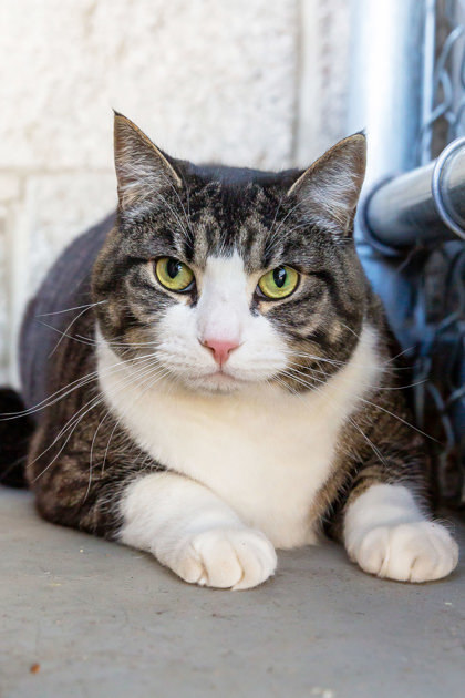 Suzie, an adoptable Domestic Short Hair in Walla Walla, WA, 99362 | Photo Image 1