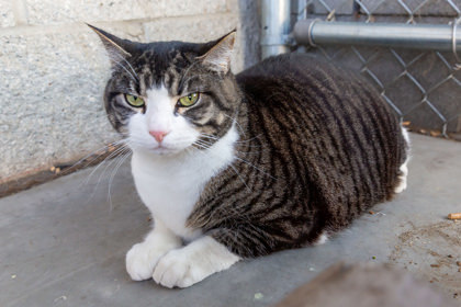 Suzie, an adoptable Domestic Short Hair in Walla Walla, WA, 99362 | Photo Image 2